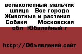 великолепный мальчик шпица - Все города Животные и растения » Собаки   . Московская обл.,Юбилейный г.